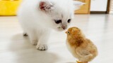 Here is the encounter between a kitten and a chick