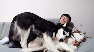 [Pets] Husky: Get Away That's My Wife