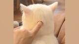 【Cute Pets】Soothing moments of cats