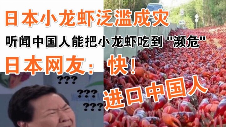 กุ้งแม่น้ำระบาดมากในญี่ปุ่น และฉันได้ยินมาว่าคนจีนกินกุ้งแม่น้ำมากถึงขั้น "ใกล้สูญพันธุ์"! ชาวเน็ตญี