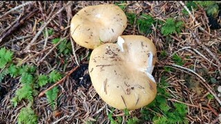 เก็บเห็ดป่านอร์เวย์ เห็ดเยอะมาก | Picking wild mushrooms | Piggsopp Traktkantarell