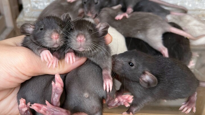 Keturunan tikus hitam lainnya lahir... Hancurkan, aku lelah... Tikus dahan bunga, tikus, tikus susu,
