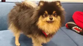 [BTS] Yeontan, who grew up as a generous dog beside BTS
