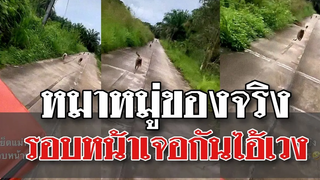 @Awesome Videos หมาหมู่ของจริง รอบหน้าเจอกันไอ้เวง