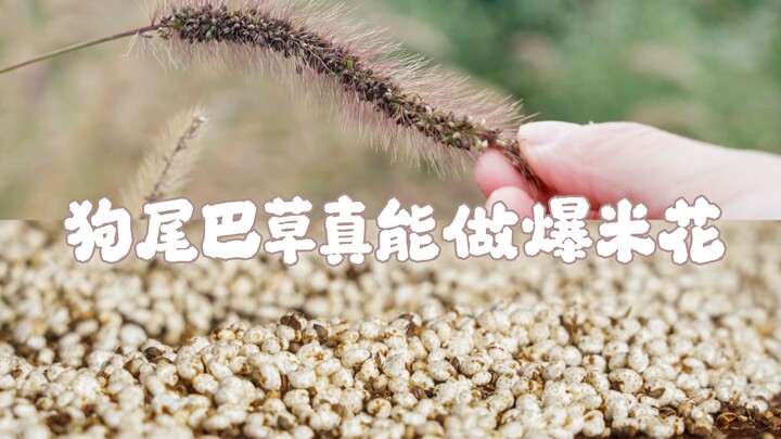 狗尾巴草真能做爆米花