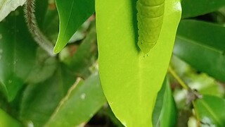 caterpillars climbing