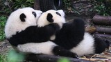 [Panda] พาชมความน่ารักของเจ้าก้อมหมีแพนด้าสองก้อน
