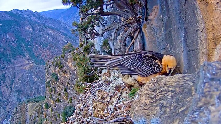 The bearded vulture, which only eats bones but not meat, is about to become extinct