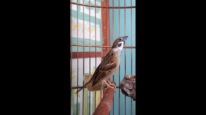 Gereja Gacor Masteran Para Burung Juara