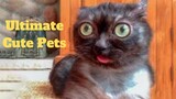 💥Ultimate Cute Pets Viral Weekly😂💥of 2020 | Funny Animal Videos💥👌