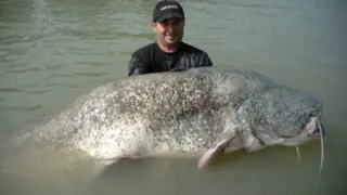 World's Biggest Animals 2