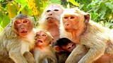 Oops!! Those Monkeys Cry For What?, Old Monkey Tima Follow Baby Jilla and Delena Cos She Love Them