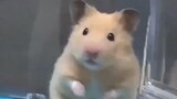 Hamster: How long can I live?