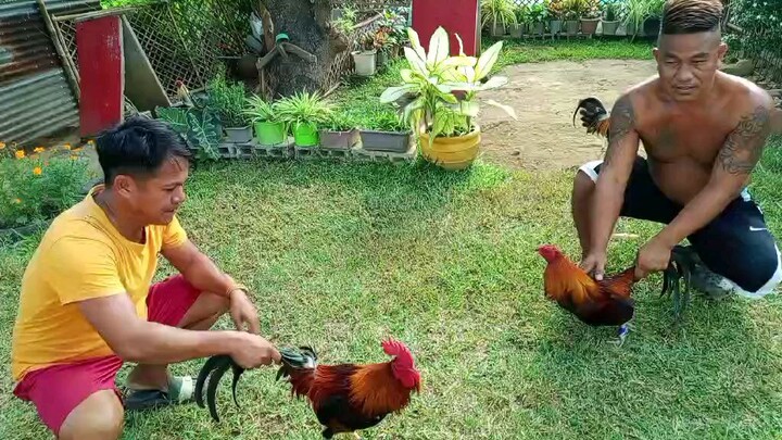 bitaw ng anak ni liit na my palong