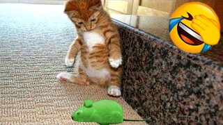 Funny Cat Videos for When You are Stressed #2 - Best Funny Animal Videos 2022