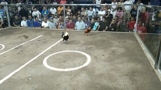 dumaguete cockpit Chinese derby elim.1st fight win.