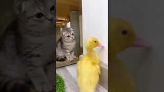 Kitten meets duckling for the first time #shorts #kittens #cats #animals #viral #trending