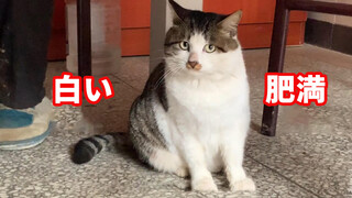 [Pecinta Kucing] Sebulan tak bertemu, kucing tetanggaku segendut ini