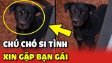 Chú chó SI TÌNH xin gặp BẠN GÁI nhưng bị TỪ CHỐI phũ phàng😂 | Yêu Lu