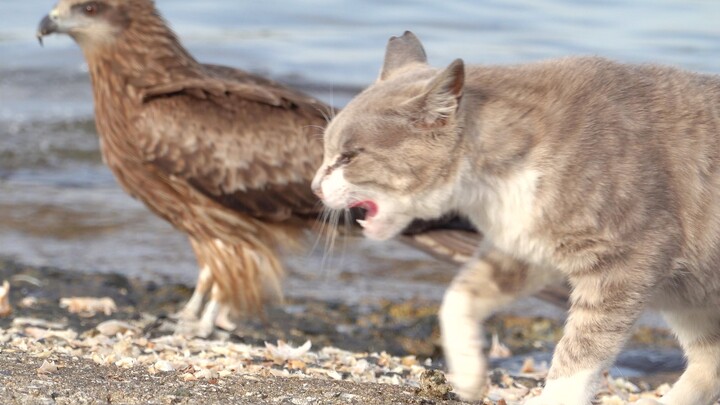 许多海鸟偷走猫粮