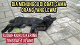 Astagfirullah Kucing Liar Matanya Rusak Minta Tolong Di Obati Sudah Tidak Berdaya Tiduran Di Jalanan