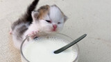 有一只干饭小猫咪你能怎么办呢？