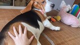 Thú cưng dễ thương | Video không chính thức về các chú chó 