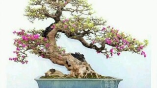 bonsai