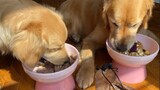 Pet | Dog's Daily Meal