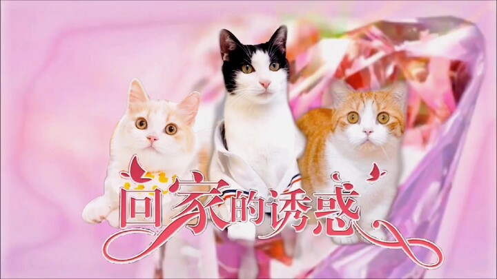 【花花与三猫CatLive x 回家的诱惑】猪皮 x 中分 x 年糕