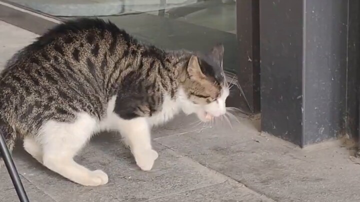 ลูกแมวตัวน้อยขออาหารที่หน้าประตูร้านอาหารในที่สุดก็รอพระเจ้าผู้ใจดีของมัน!