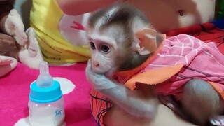 Baby monkey Mino move around and milk