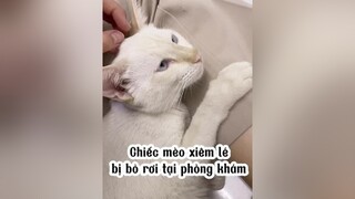 Anh mèo Simmy 😛 lovecats cats mèo nhameocophuong