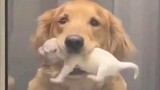 The golden retriever mother couldn’t wait to show off her newborn baby: Look, I’ve given birth to a 