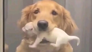 Induk Golden Retriever tidak sabar untuk memamerkan bayinya yang baru lahir: Lihat, saya telah melah