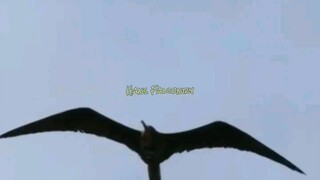 Burung Perompak yang tidur di udara 🦅