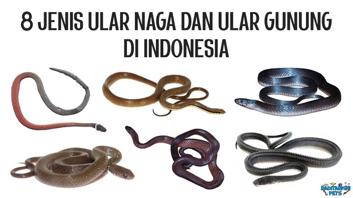 8 Jenis Dragon Snake (Ular Naga), Mountain Snake (Ular Gunung), dan Ringneck Snake di Indonesia