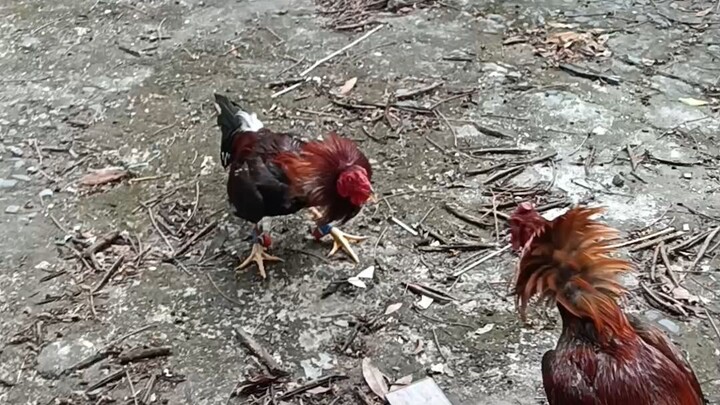 Peruvian
