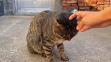 Cat|Everyday life of Cat Petting