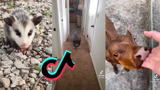 Cute and funny TikToks of animals - Animal side of TikTok Compilation