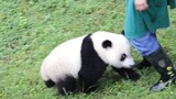 PANDA rolls