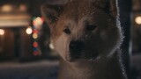 The Story of Hachiko. Why Did You Leave Me Behind?