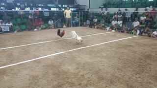 🏆 champion . 2hits @zapote cockpit