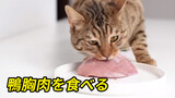 Động vật|Mèo báo ăn thịt sống
