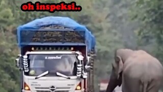 TRUK DIPALAK GAJAH