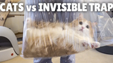 แมว vs กับดักที่มองไม่เห็น กิตติซอรัส