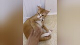 Quay clip xong có thêm hình xăm trên tay 🥲 vitaminmeo cats mèo