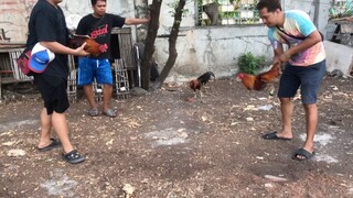 Spar muna tayo ng parehas 1x winner nating mga manok