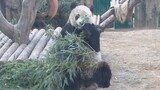 [Animals]The panda Jin Hu is sloppy and naughty