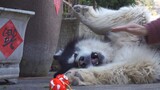 [Động vật]Chú chó Alaska bị phê bình vì cắn đèn lồng